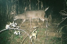 buffalo-county-deer-21