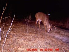 buffalo-county-whitetails-1